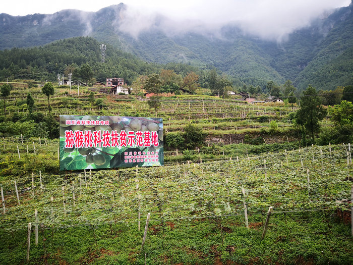 古柏村猕猴桃科技师范基地.jpg