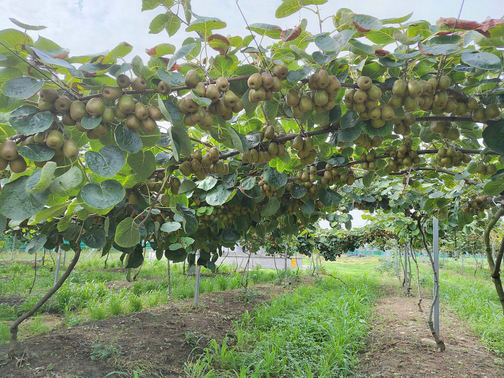 红阳_20220719.jpg